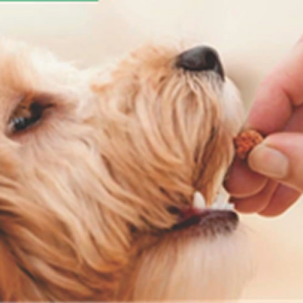 Setor de Pets cresce no país
