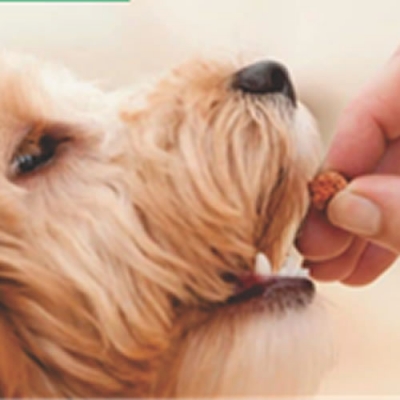 Setor de Pets cresce no país